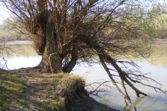 Vízpart